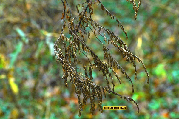 BIRDS EAT GOLDENROD SEEDS? | backyardwildlifeconnection