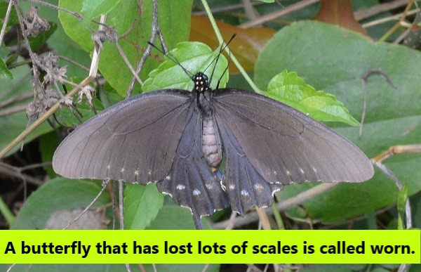 BACKYARD SECRETBUTTERFLY WINGS ARE ACTUALLY TRANSPARENT | backyardwildlifeconnection BACKYARD SECRETBUTTERFLY WINGS ARE ACTUALLY TRANSPARENT | backyardwildlifeconnection