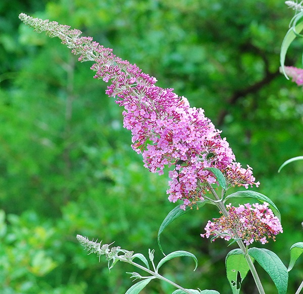 WHEN SHOULD BUTTERFLY BUSHES BE TRIMMED AND/OR REPLACED