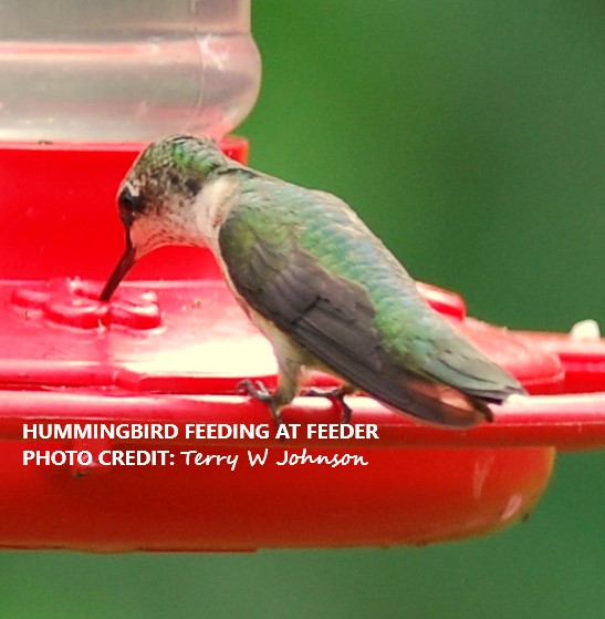 Feed Fancier Loop ADVICE FROM A HUMMINGBIRD FANCIER | backyardwildlifeconnection