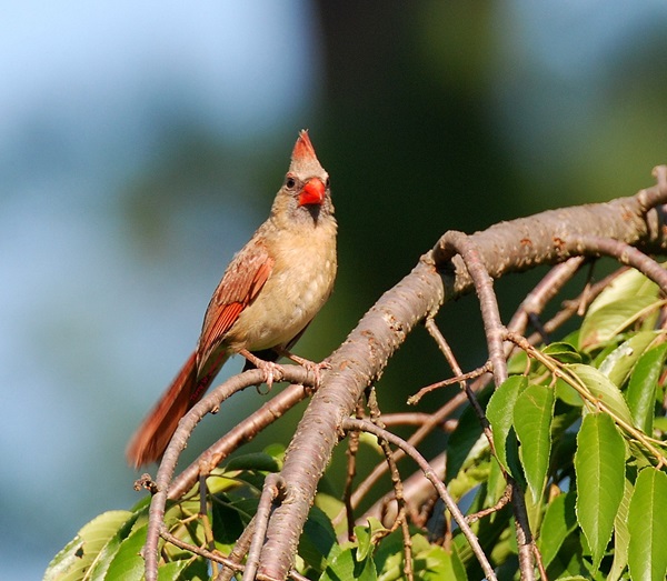 CARDINALS EATING SHELLED CORN | backyardwildlifeconnection