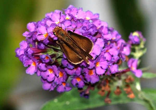 MY FAVORITE BUTTERFLY BUSH | backyardwildlifeconnection